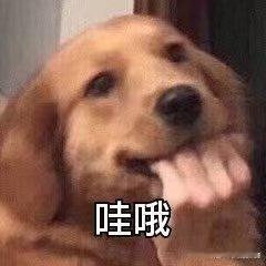 宠物相伴，相亲氛围不再尴尬。轻松分享爱宠趣事，快乐解压，让彼此交流更自然。​​