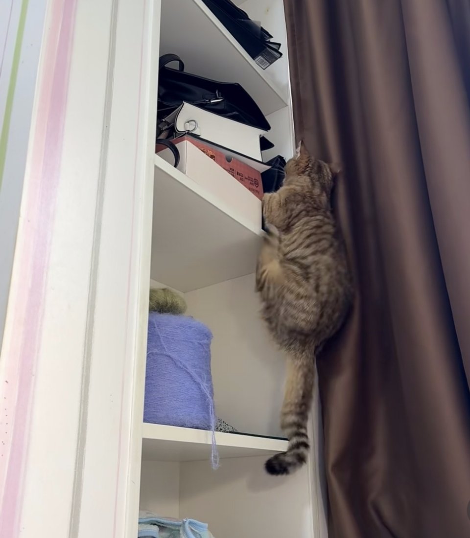 眼神里丝毫没有对即将摔下来的恐惧，只有打猎成功的坚定，是个战斗猫！