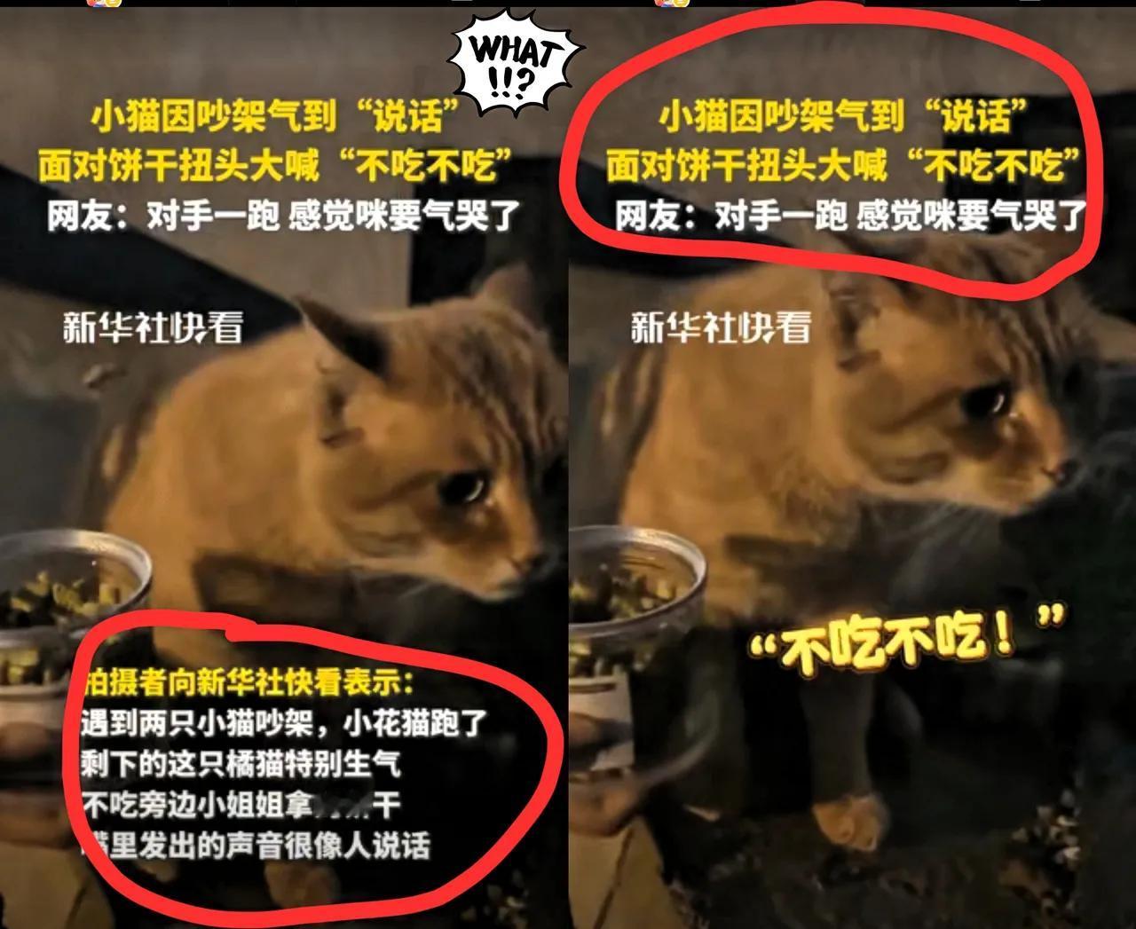 四川成都的一个博主，在街上溜达溜达，碰见了两只猫在那儿吵架。话说这两只猫不带