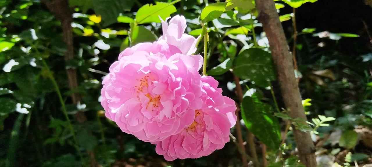 照片上的月季花皆是我亲手栽种，拍摄于2026年5月11号中午11点21分。中午阳