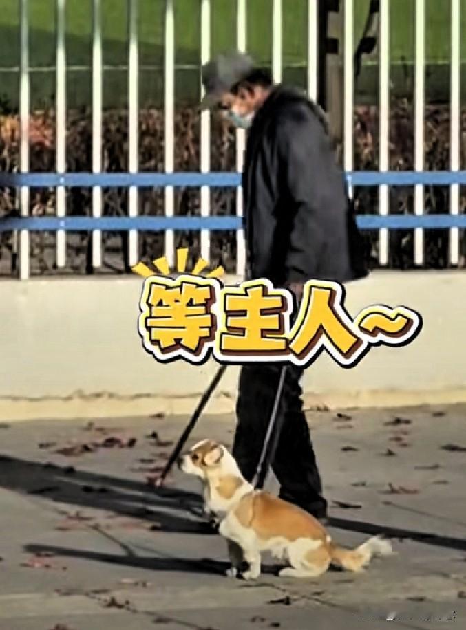 养狗就算是得了脑血栓，也得出来遛狗，网友路上偶遇一位老爷爷遛狗，爷爷虽然走的并不