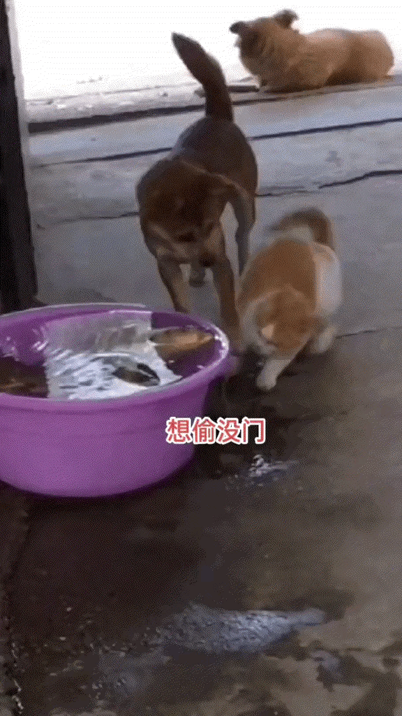 开什么玩笑？养狗千日用狗一时，体现狗子存在的必要的时候到了。