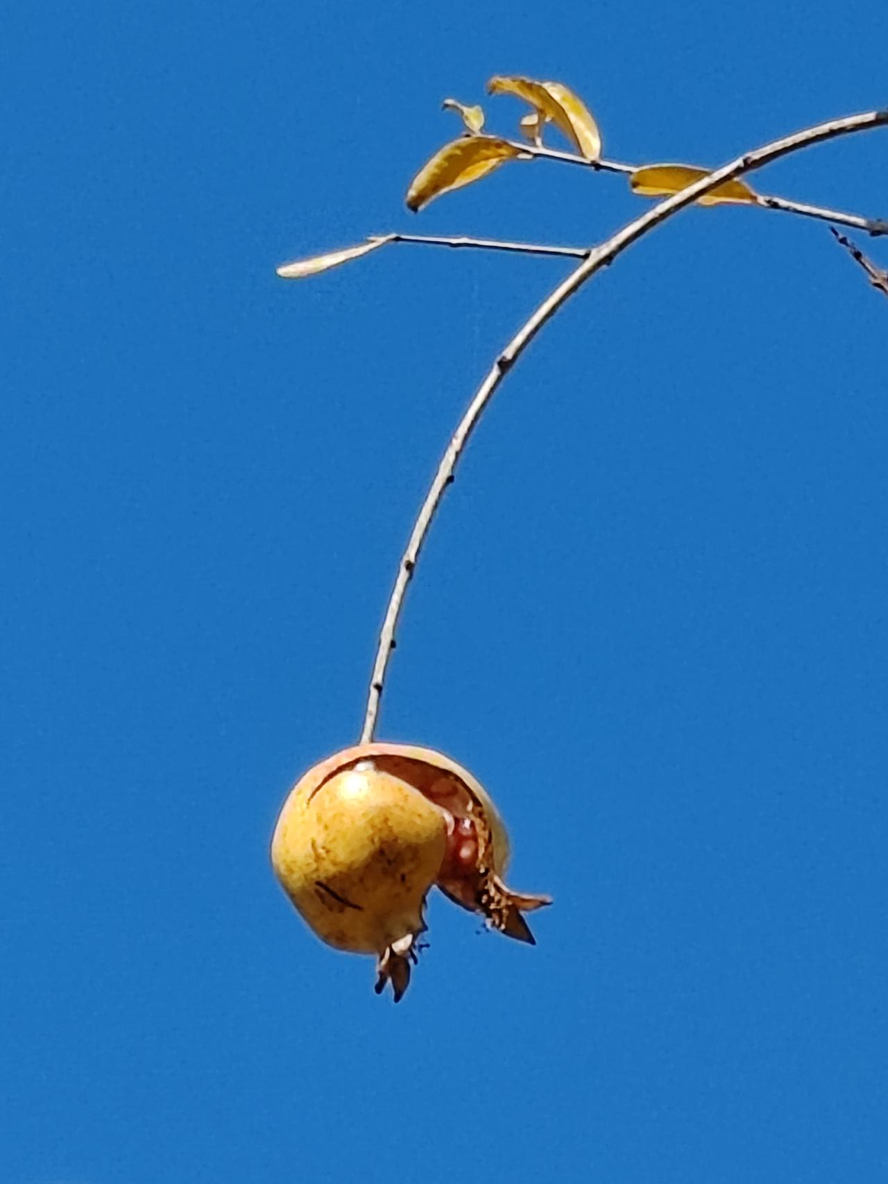 一张图证明冬天来了《冬行见裂嘴石榴剩果》中秋剩果挂高技，初冬黄叶飞入地。北风弹起