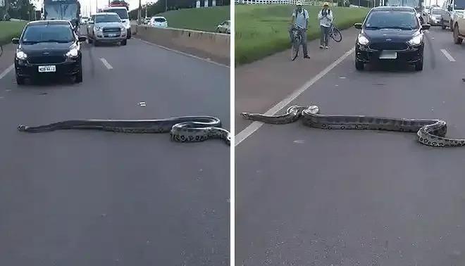 12月12日，海南一名司机开车时偶遇一条长约3米大蟒蛇，马上停车让行后报警，司机