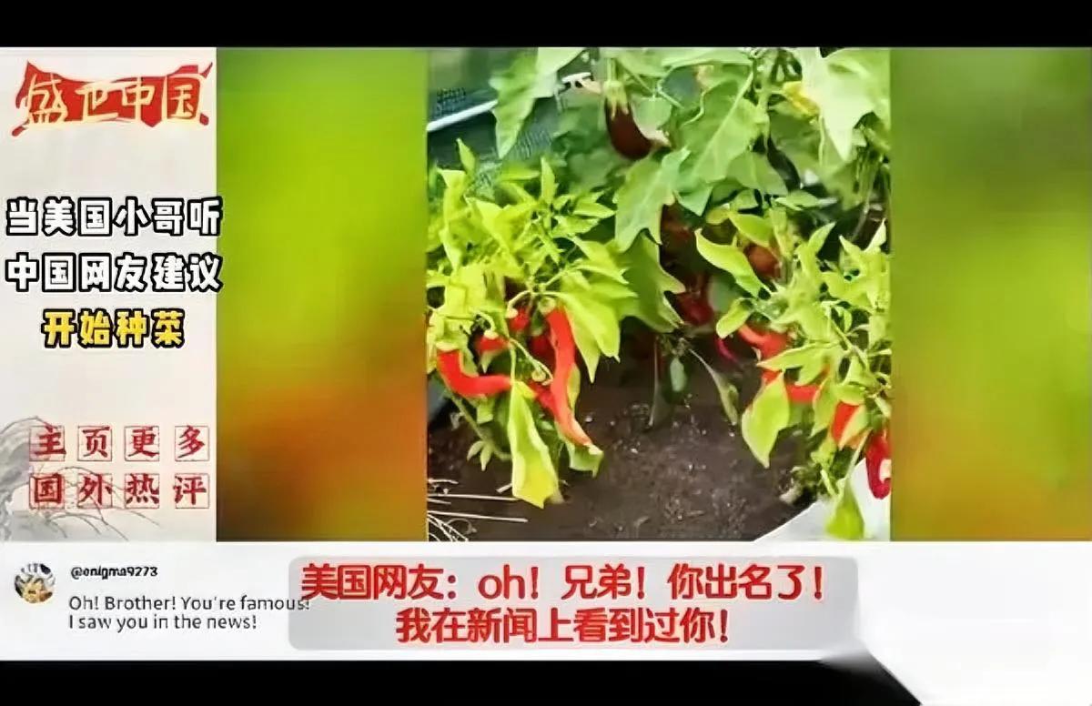 美国小哥火了——因为听中国网友的话,在后院搭了个大棚种生菜、莴苣、西红柿