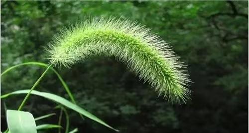 前些年创城的时候，公路边有一块地，早先的时候是用铁皮围挡挡起来的。后来为了应付