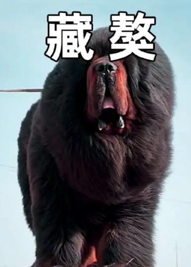 你相信畜生比人更懂报恩吗？去年冬天，西藏玛曲寺的扎西僧人救回一只快断气的藏獒—