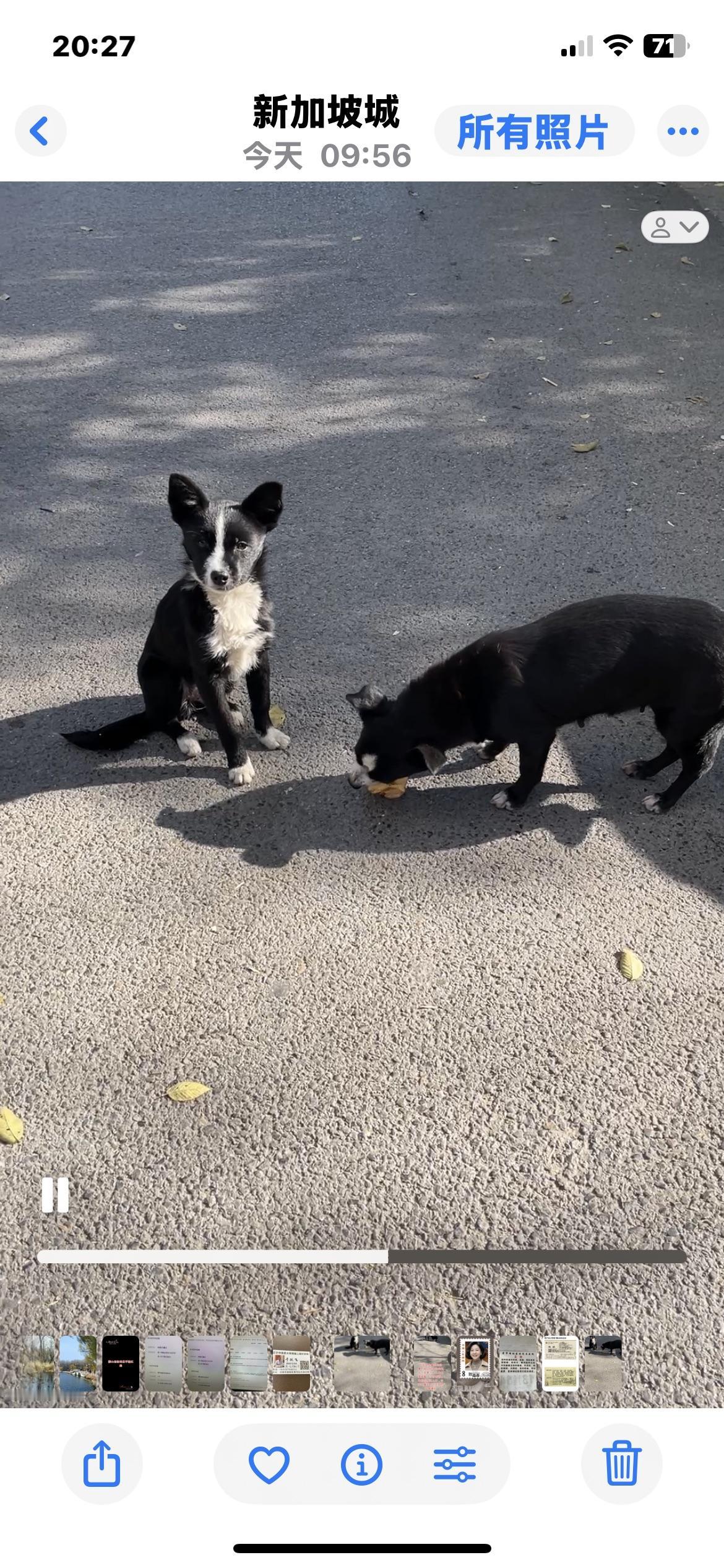 今天上午10点左右，我在路上看到一只小狗静静的坐在一家门店的门口，我看了一眼，心