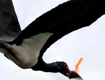 武汉一只国家一级保护动物黑鹳，嘴被一个东西死死箍住，一口东西都吃不了，生存状况令