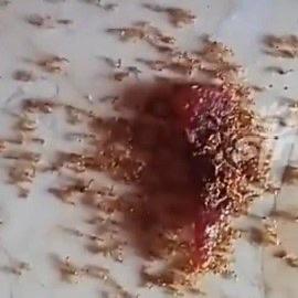最近看到海南发生的一件事，后背一阵发凉。有个小孩吃零食的时候掉了点渣在地上，没一