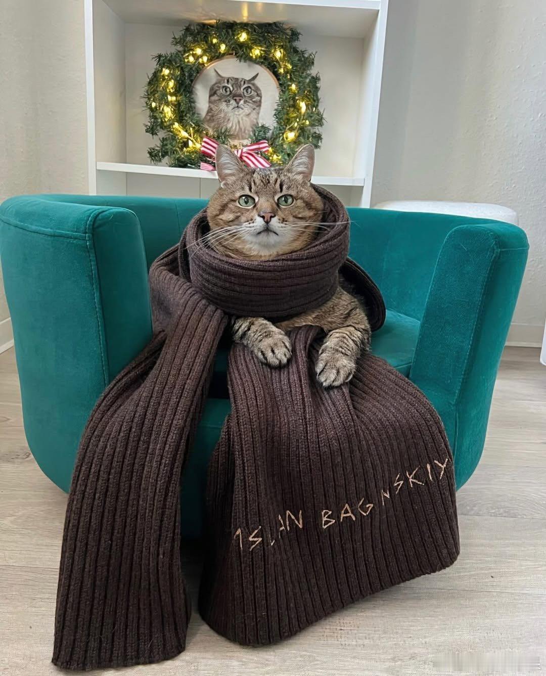 裹紧大围脖的emo猫再也不怕降温了🧣..cr：loveyoustepan