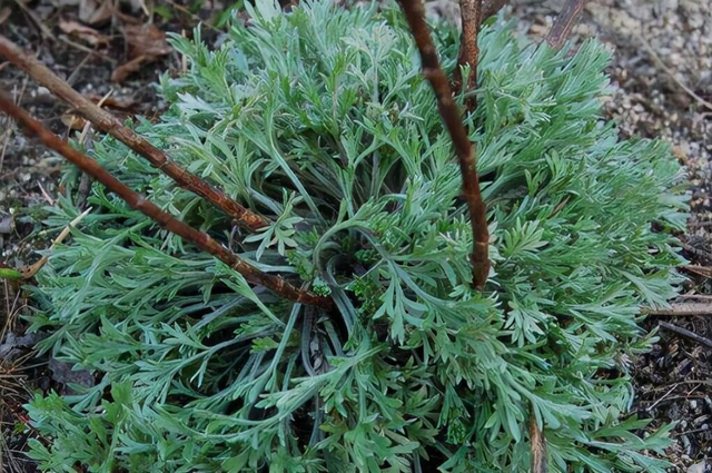 小便不利, 尿少, 田间地头常被忽略的中药材《茵陈》有妙方