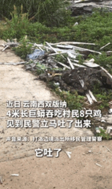 4米巨蟒夜袭鸡舍连吞8鸡！见警察秒变'乖宝宝'现场吐赃，网友：这蛇精成精了？