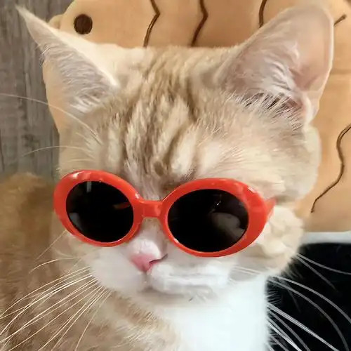 萌宠||可爱猫咪||猫咪头像​​​