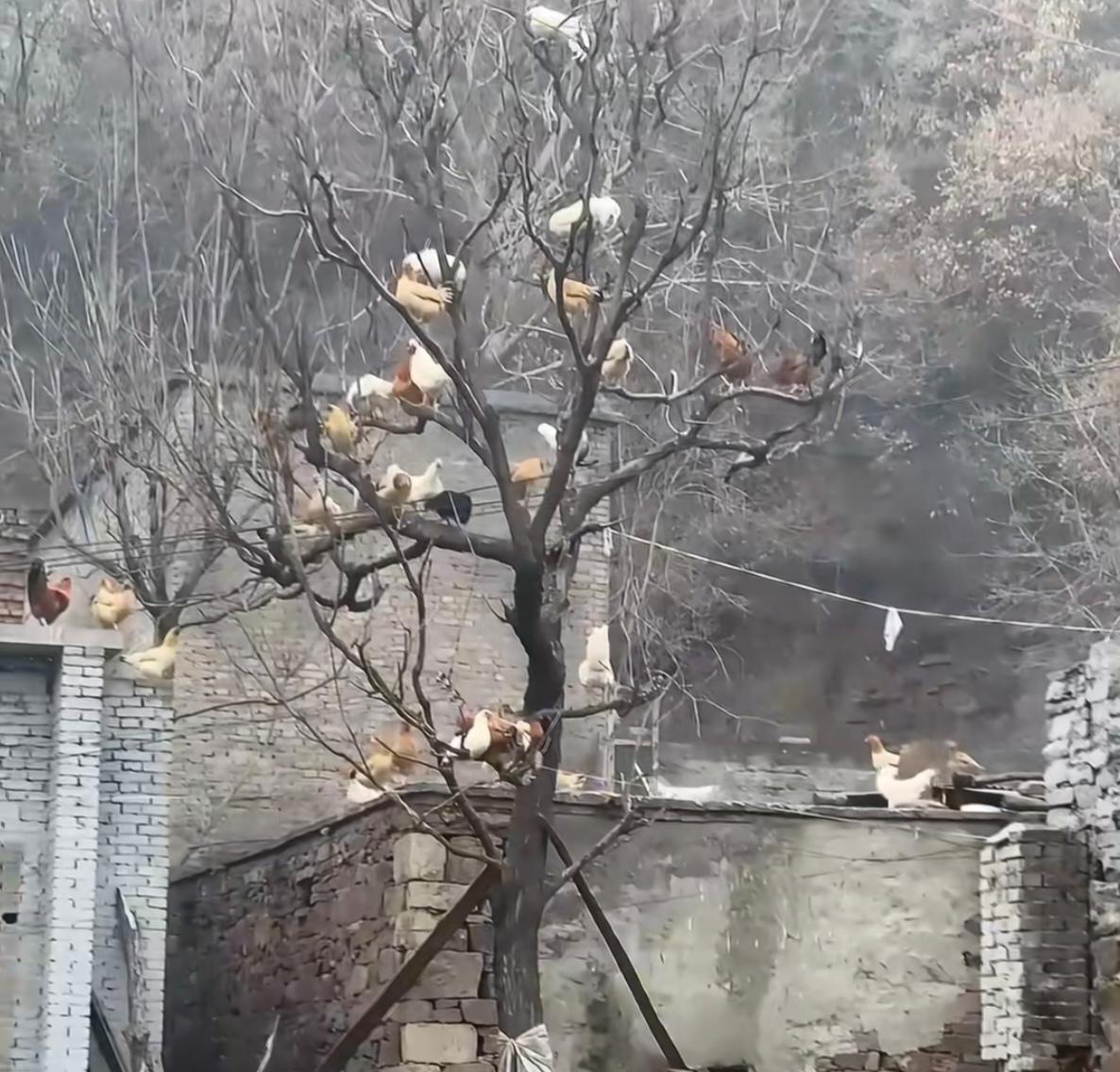 董宇辉被质疑吹牛了。有人揪着他说的“鸡在树上睡觉”不放，认定这话不靠谱。评论