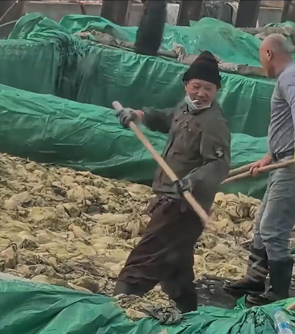 酸菜食品再现恶心一幕,食品安全何时不再让人心惊?近日,辽宁某酸菜厂视频曝光:工