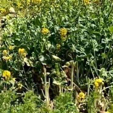 安徽，一个在外打工的姑娘清明节回乡扫墓的时候，顺路到自家的地里看了看，在地界旁边