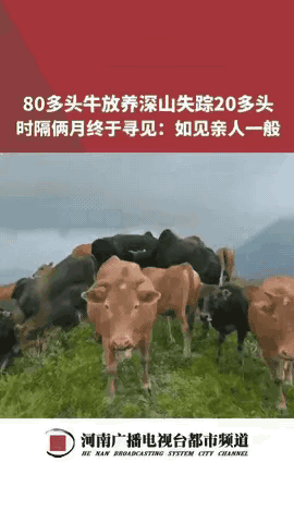 万万没想到！江西陈先生与走失牛群的双向奔赴，直接把全网看哭了！六十天里，他跑烂两