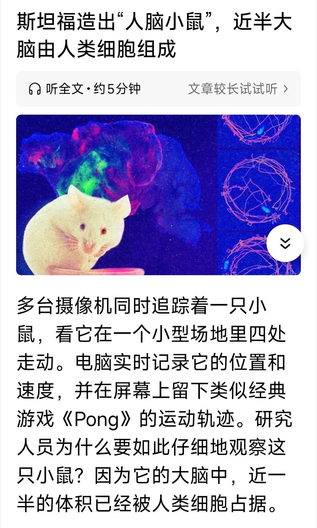 小鼠长出人脑褶皱！中国科学家找到人类超高智力关键基因。斯坦福造出“人脑小鼠”，近