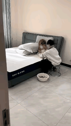 这个毛孩子是来享福的，小主人对它太好了，虽然都是一些摆拍搞笑的画面，但这也说明一