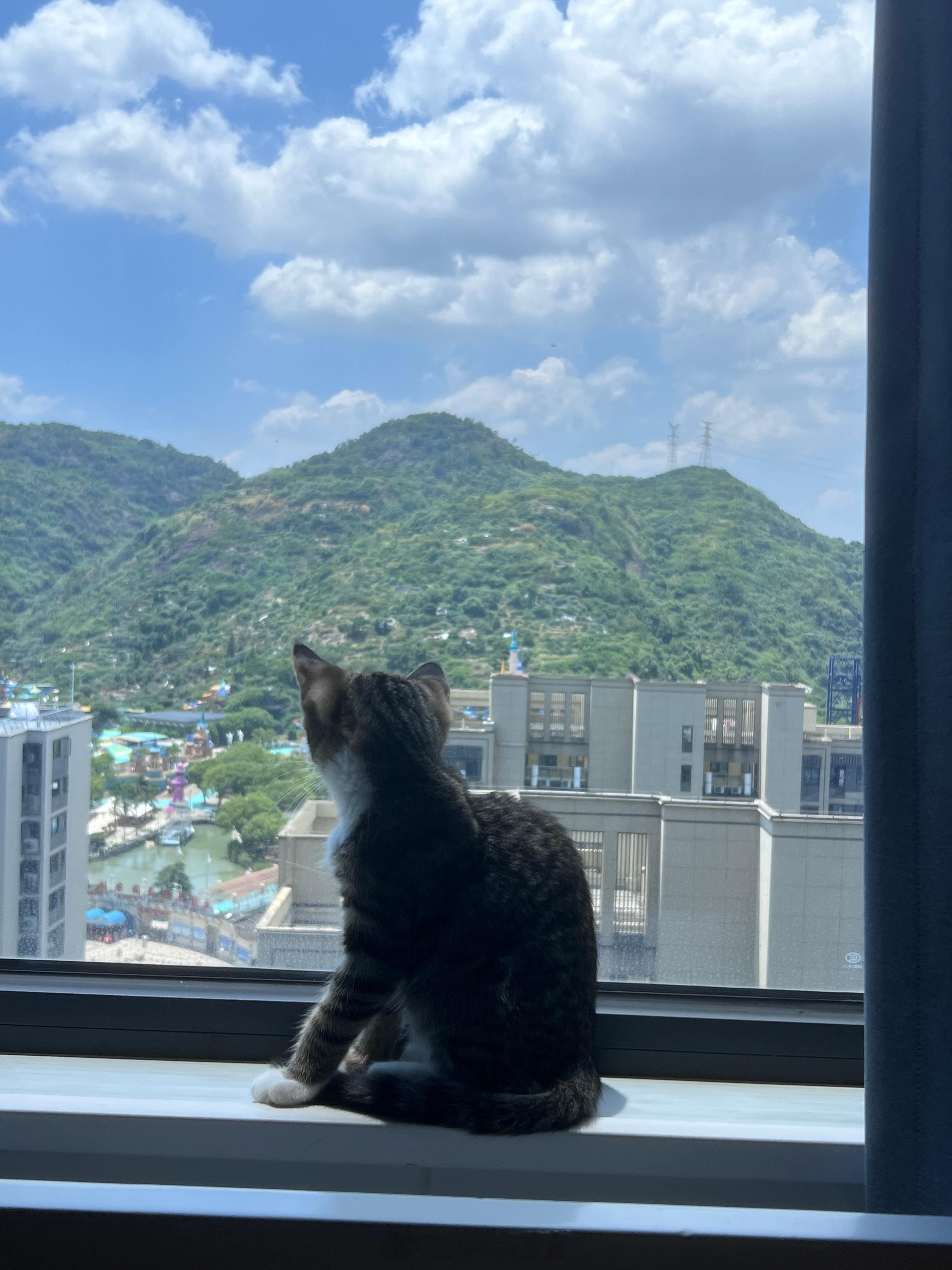 博伦的布偶怀孕了，预订了一只。生下来居然是一只狸花土猫，谁想到爸爸竟是只野猫呢？