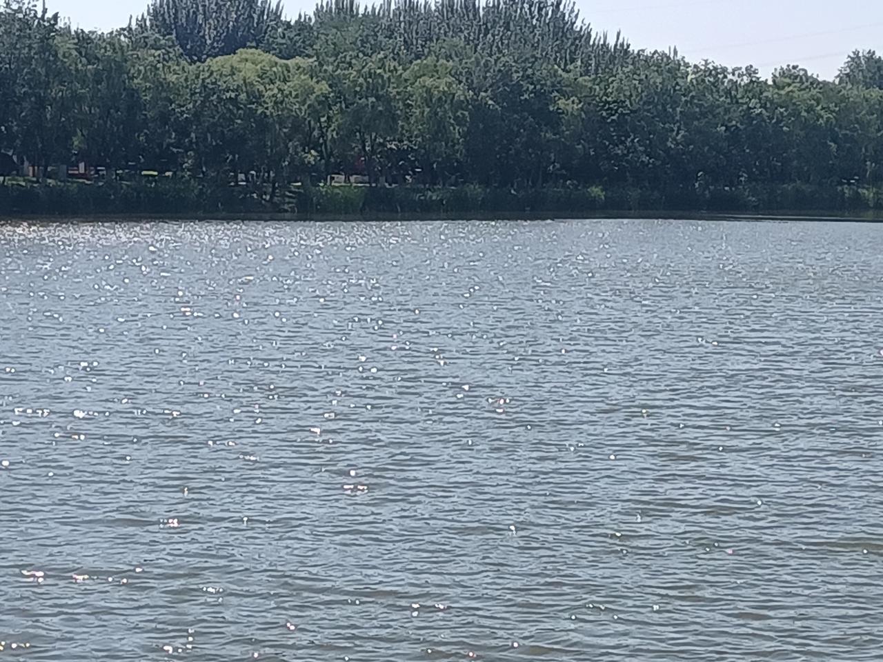 今日入伏，暑气如期，节气应景。湖畔闲坐，静观碧波荡漾，漫揽清风，远离尘嚣。心