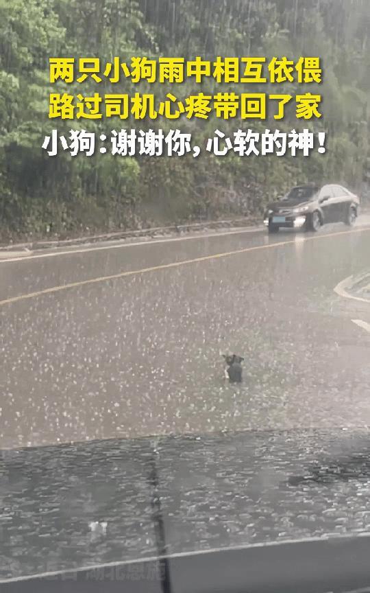 “感动人民日报了！”湖北恩施，男子暴雨天开车回家，走到半道，发现车前有个黑乎乎的
