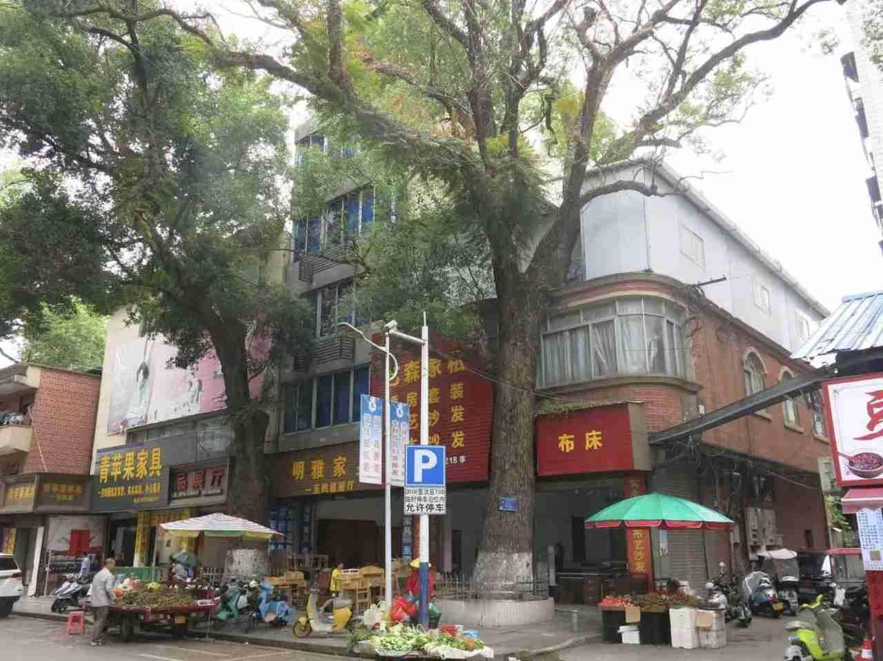 220年古树与一己私利：他买来“大树死”，给历史投了毒！那棵古樟树的悲剧，在我们