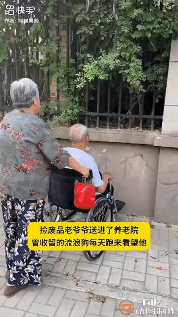 捡拾废品的爷爷因为身体健康状况被送进了养老院。他曾经收留过的一只流浪狗每天都会来