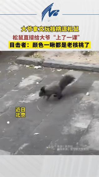 笑死了，北京的一位大爷居然被公园里的松鼠“抢劫”了最近北京的公园里，一位大爷