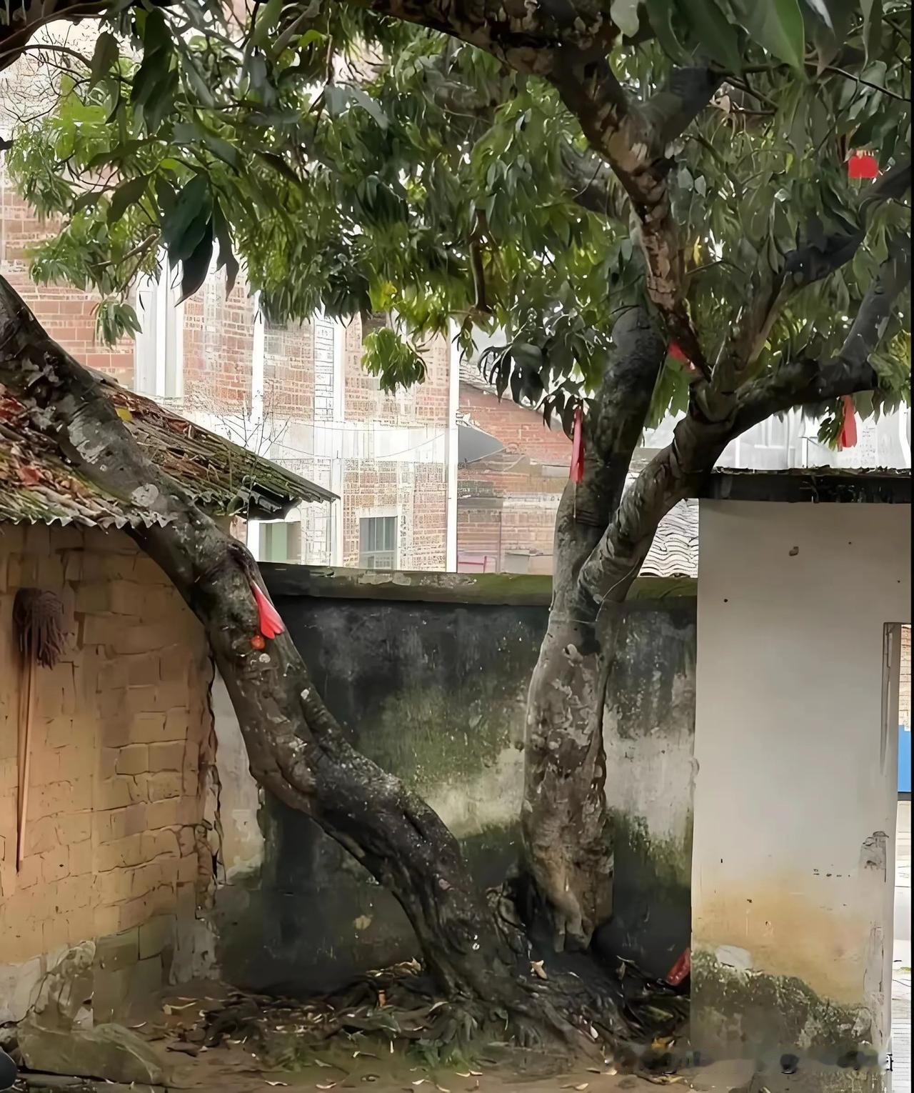 荔枝树枝越界引纠纷，男子怒而砍树反赔800元！法院：这事做错了自家院子里，邻