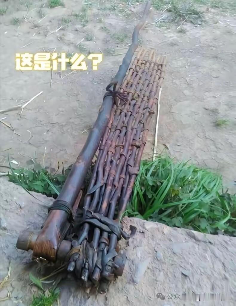 我以为就我不认识，原来大家都不认识。