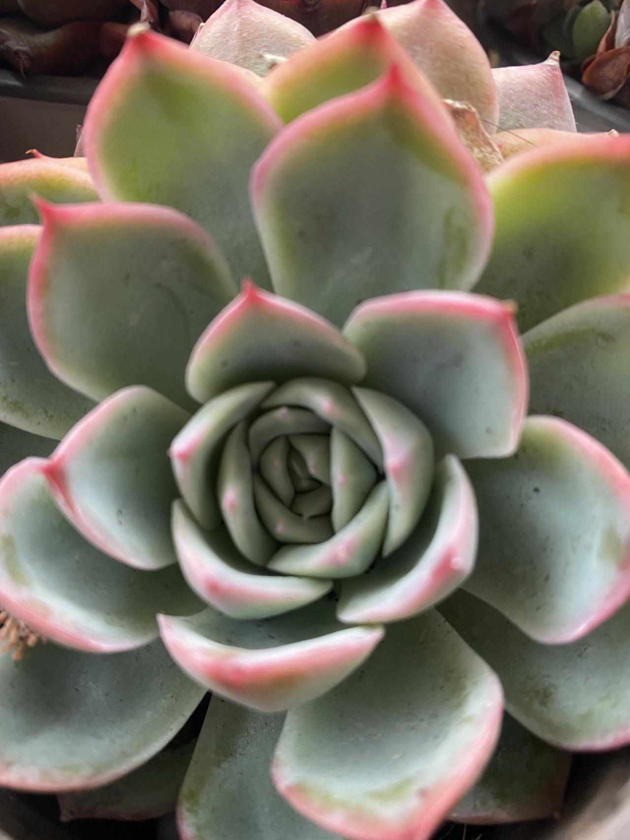多肉植物特写，清新淡雅，生机勃勃！