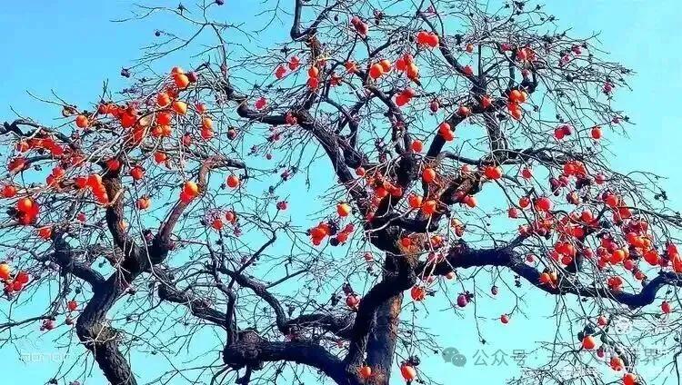 邻居李大姐家被盗了，原因是李大姐跟邻居聊天时，总是喜欢说他女婿在浙江做生意挣钱