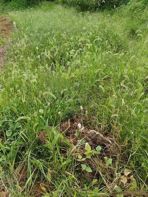 今天老父亲给我打电话，语气里透着无奈。他明天要出趟远门，可家里还有一块地的草