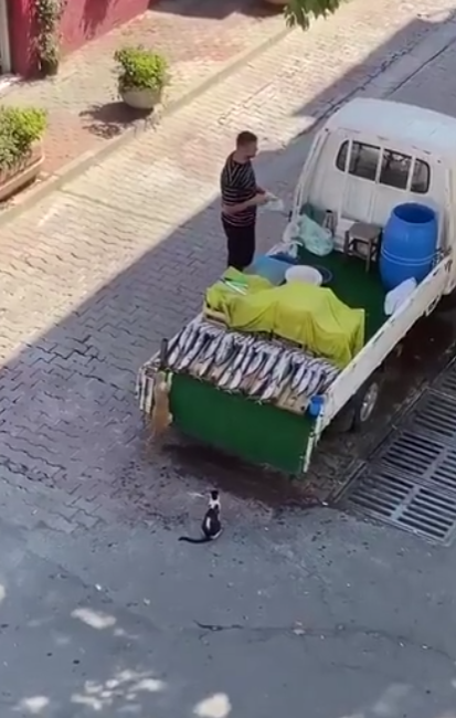 在鱼摊老板刻意放水之下