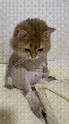 猫：等我有钱了，高低给你扒光丢外面人多的地方去[抠鼻][抠鼻][抠鼻]