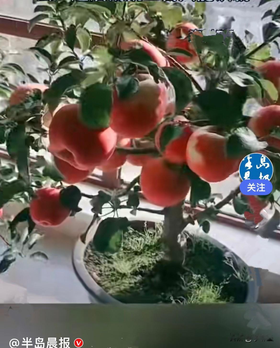 近日，天津一大哥在花卉市场看上了一棵盆栽苹果树，树枝上挂满了苹果硕果累累，看着很