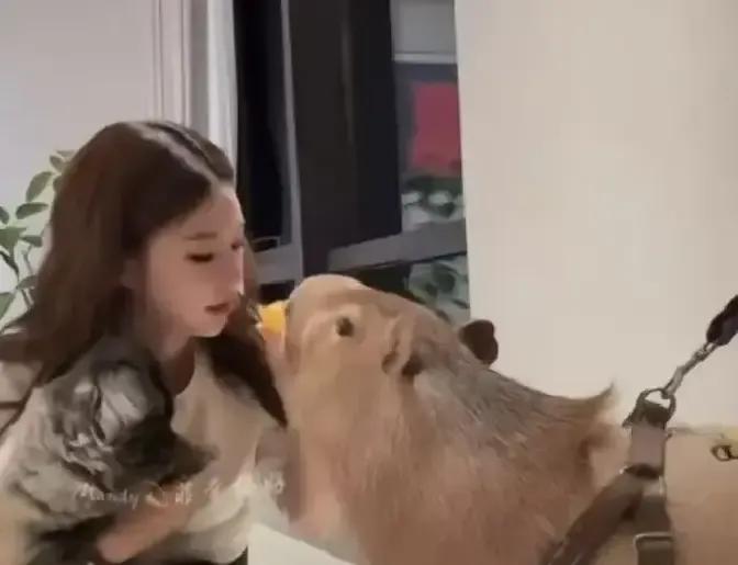 马筱梅被拍到挺着孕肚在阳台喂水豚，画面一出直接炸锅。网友说那是野味，寄生虫多，