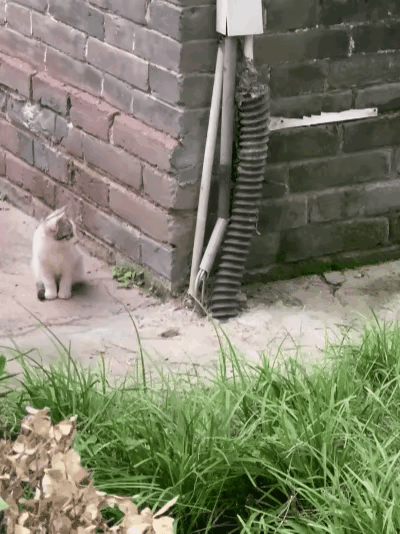 傍晚买了几块炸鸡，一只流浪猫闻到香味一路跟着我喵喵叫。我挑了一块给它，没想到它却