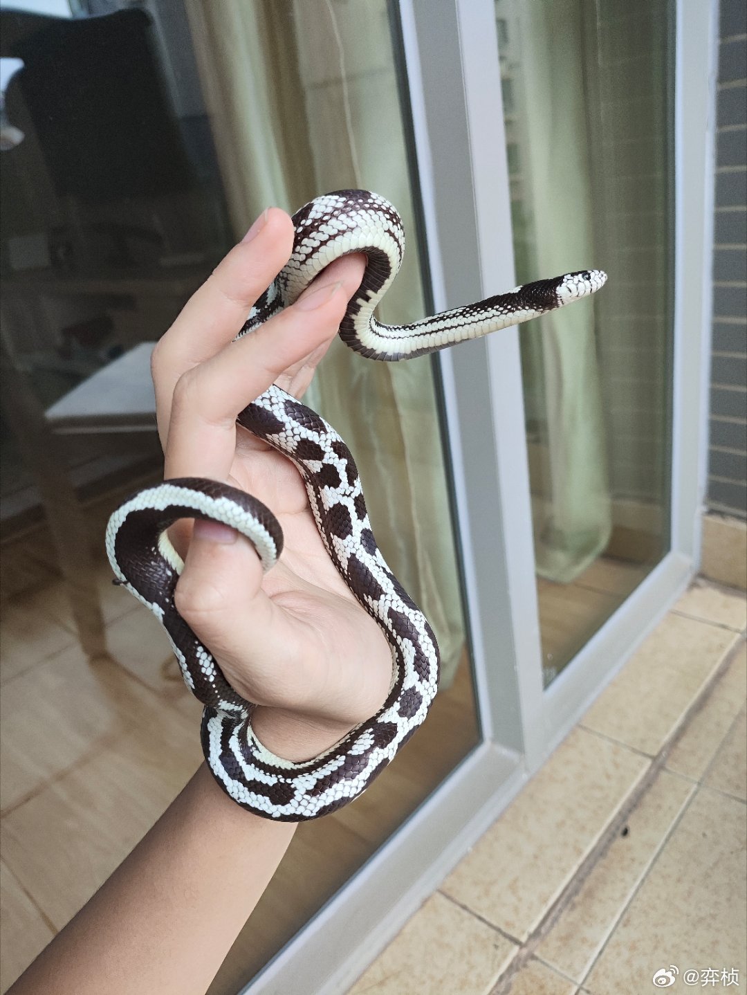 很难想象左边这根东西的体重是右边那根的两倍。。。。