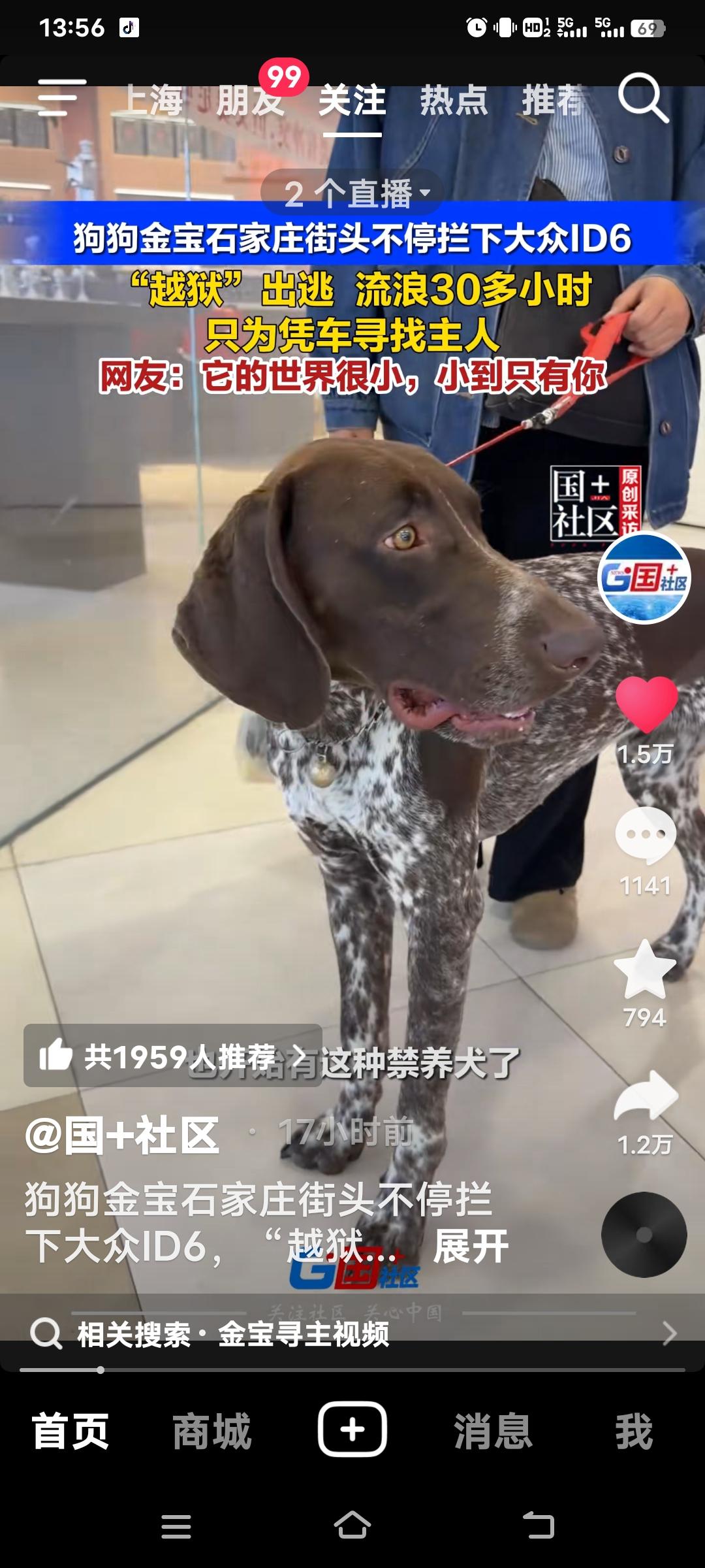 “金宝越狱记：流浪30小时，只为找到你”，这故事太暖心了！狗狗金宝在石家庄街头流