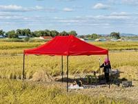 日本icon民众嘴很硬，身体很诚实。朝日新闻11月23号报道，多款中国大米出现