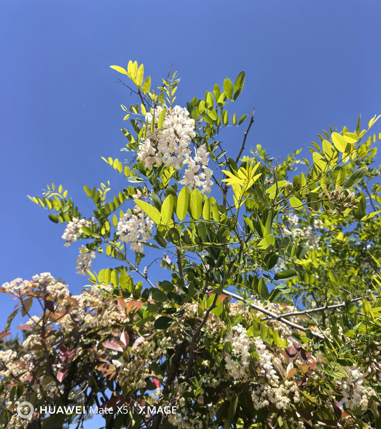 槐花（野）满山遍野，有零零散散的采摘。麦田麦穗，瓜田瓜秧，叫不上名的野花很多。
