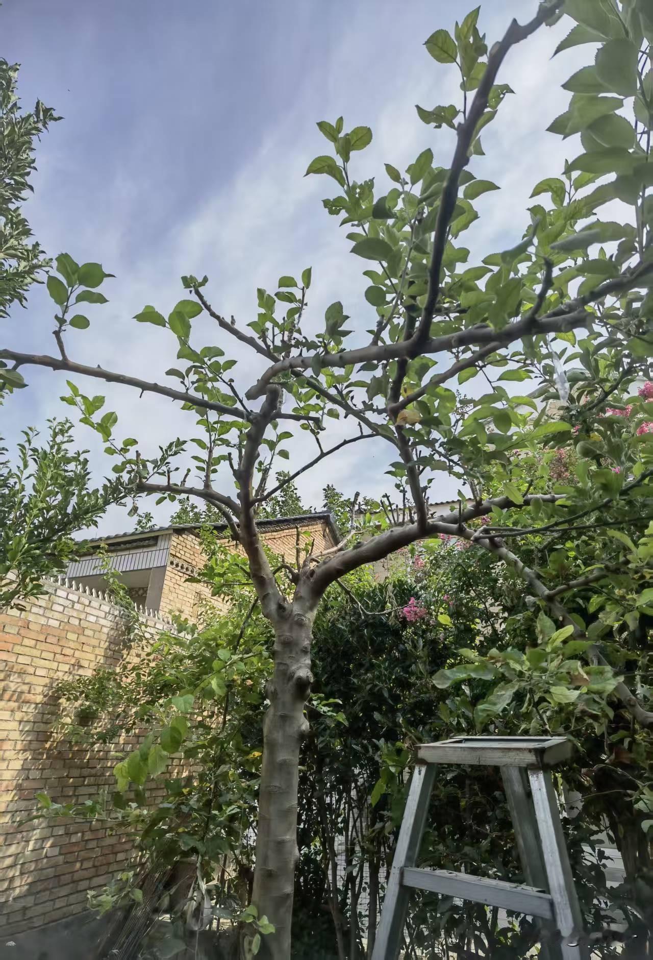 我的苹果树很早之前听说日本有上百年的苹果树，每年果实累累，令人感慨！翻建老房时