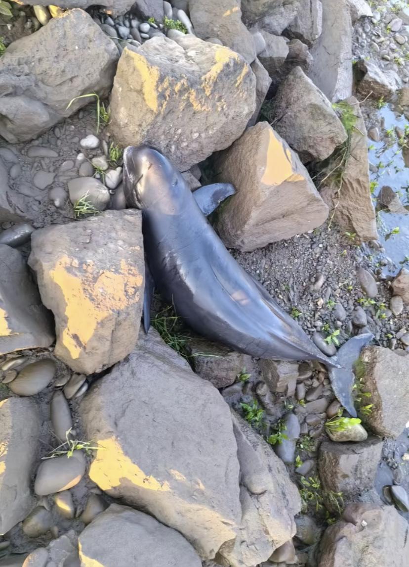 湖南常德沅江桃源段出现长江江豚，然而，仅过4天江豚死亡！3月8日发现了江豚出