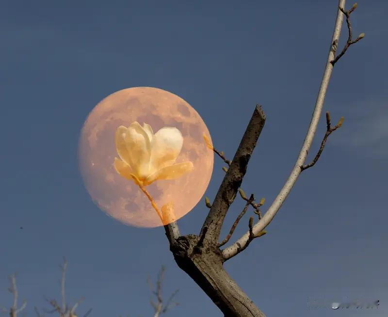 上联:月落花枝上；下联:蝉鸣树叶间。友友请展示下联友友请出下联友友请下联