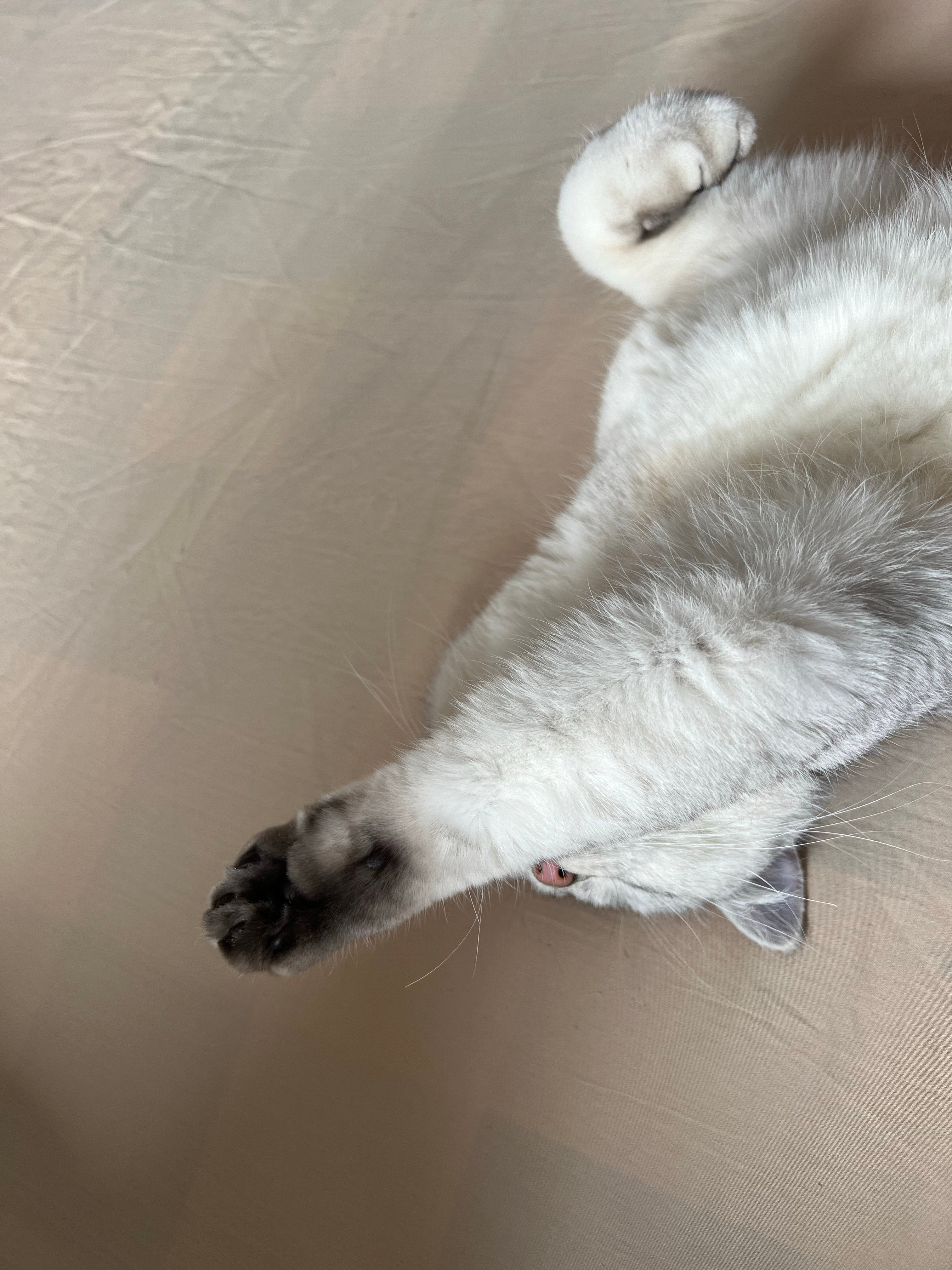 喵星人快看，我新年修剪了脚毛——🐱