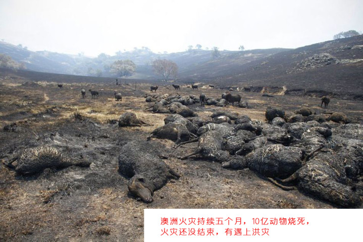 2020年是世界多灾多难的一年