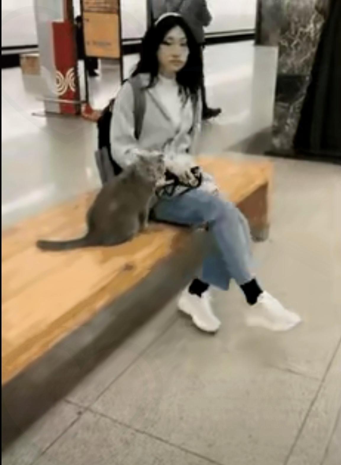 谁懂啊！大学捡到的一只流浪猫，居然成了女孩最靠谱的“人生搭子”！校园里相依四年，